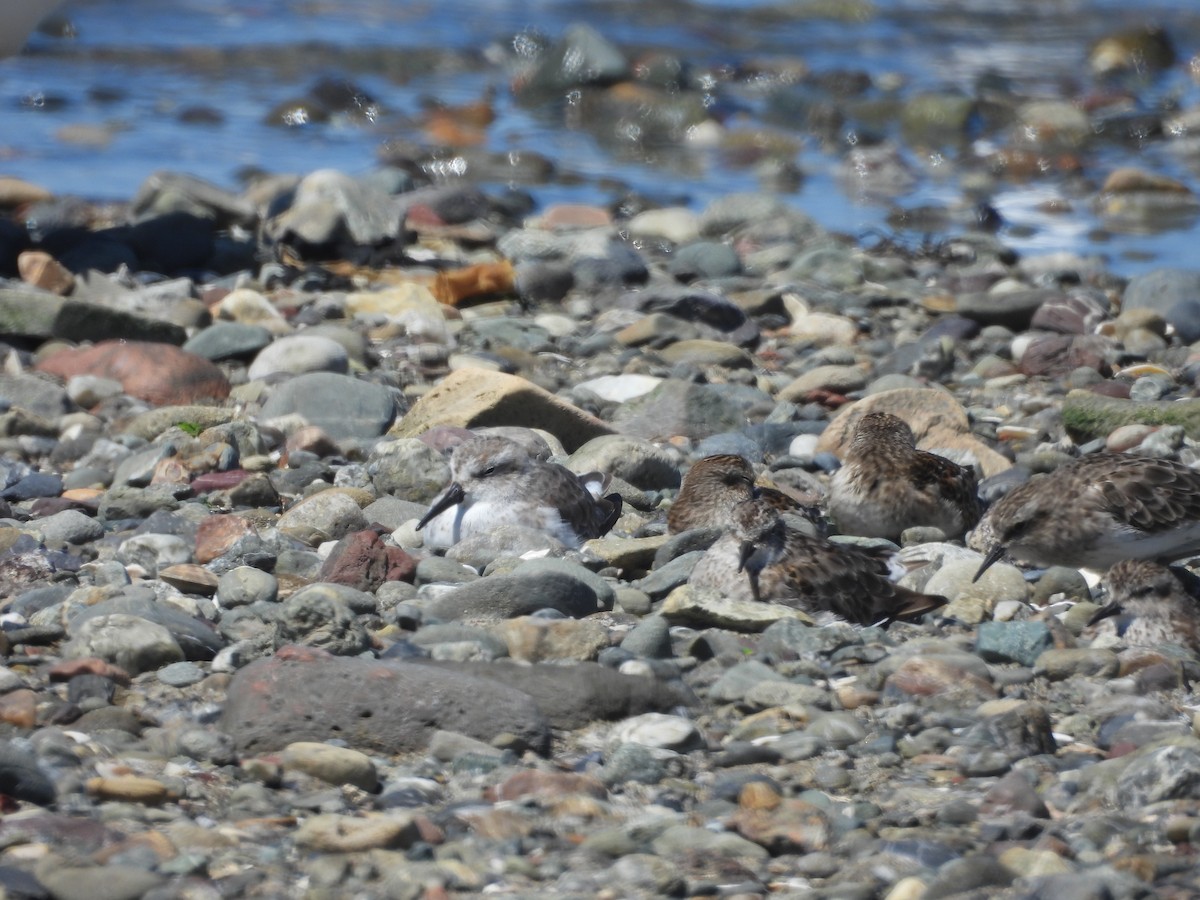 Western Sandpiper - ML640332954