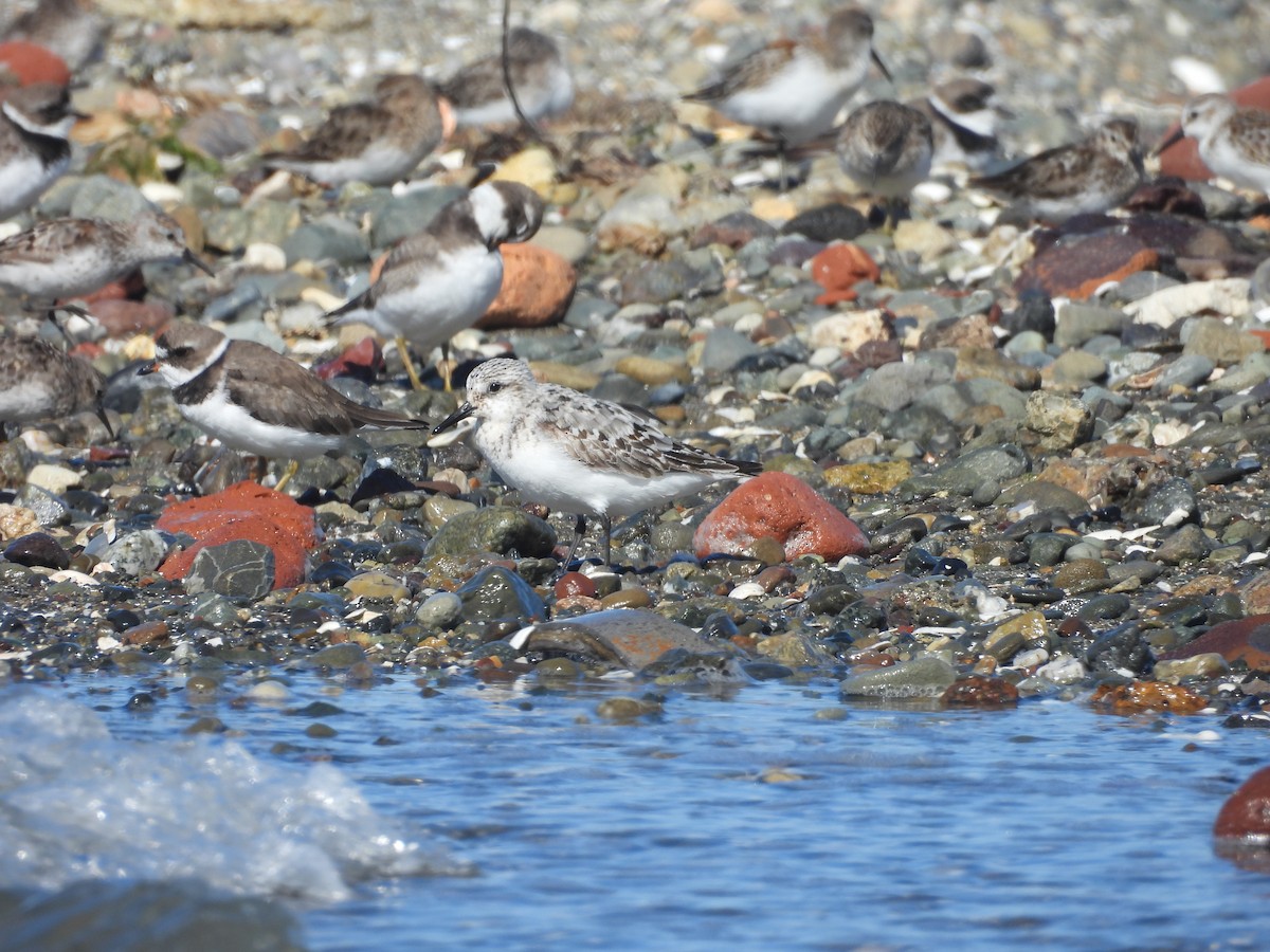 Sanderling - ML640332994