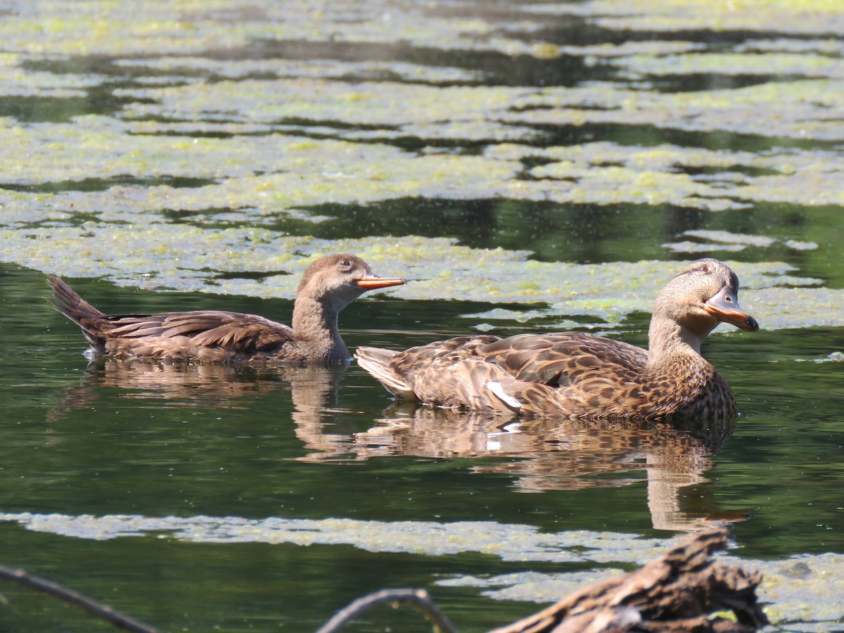 Hooded Merganser - ML640333001