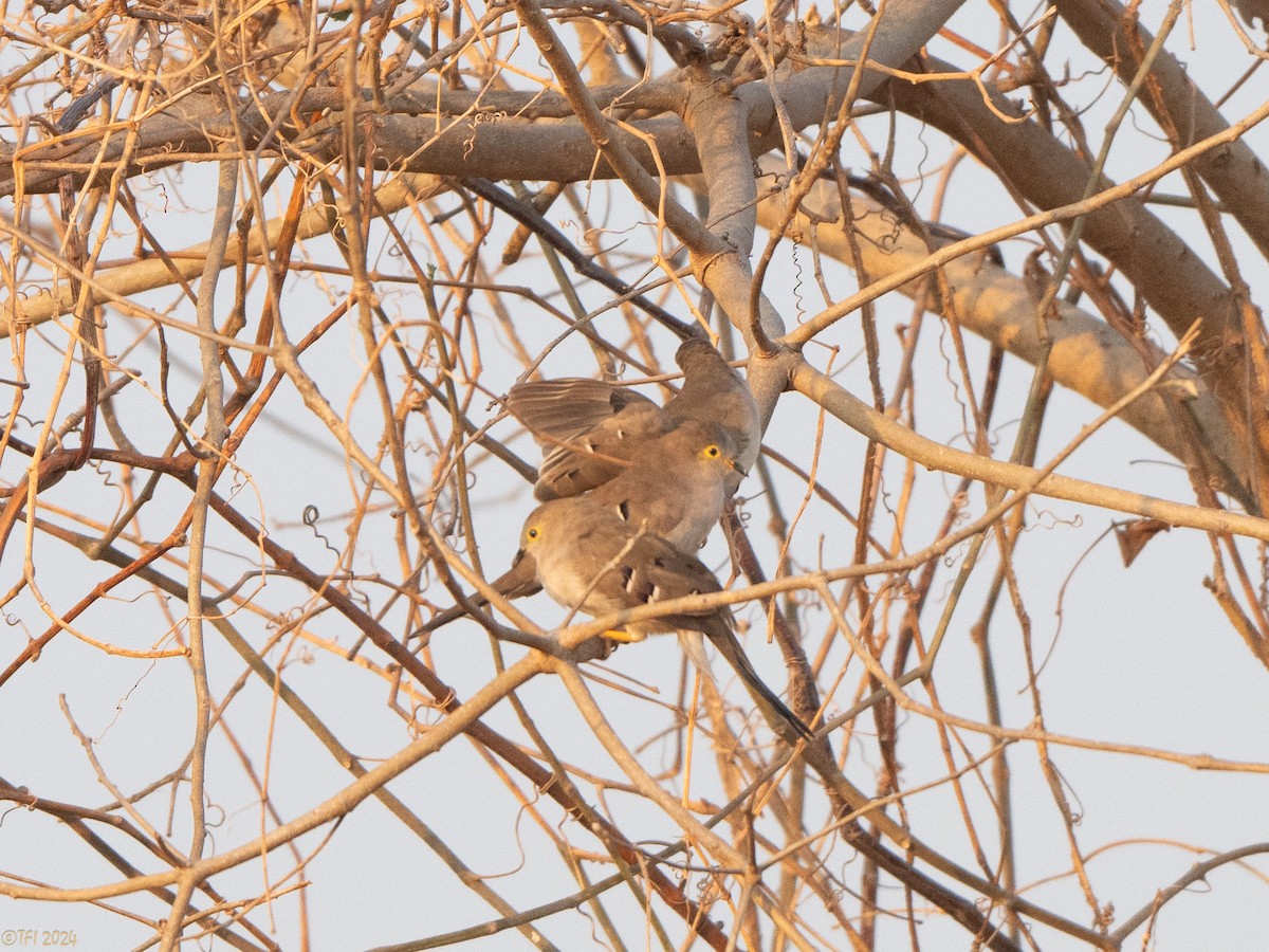 Long-tailed Ground Dove - ML640333010