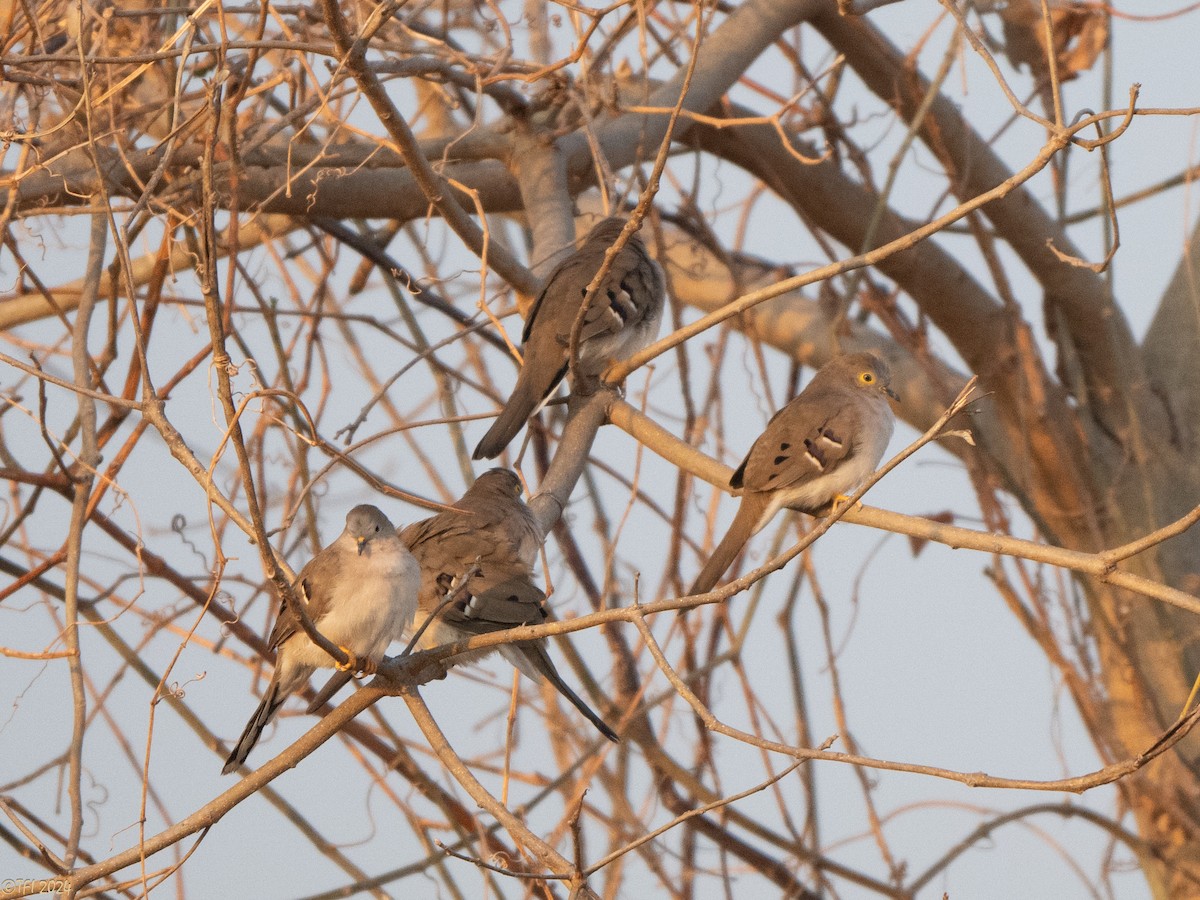 Long-tailed Ground Dove - ML640333011
