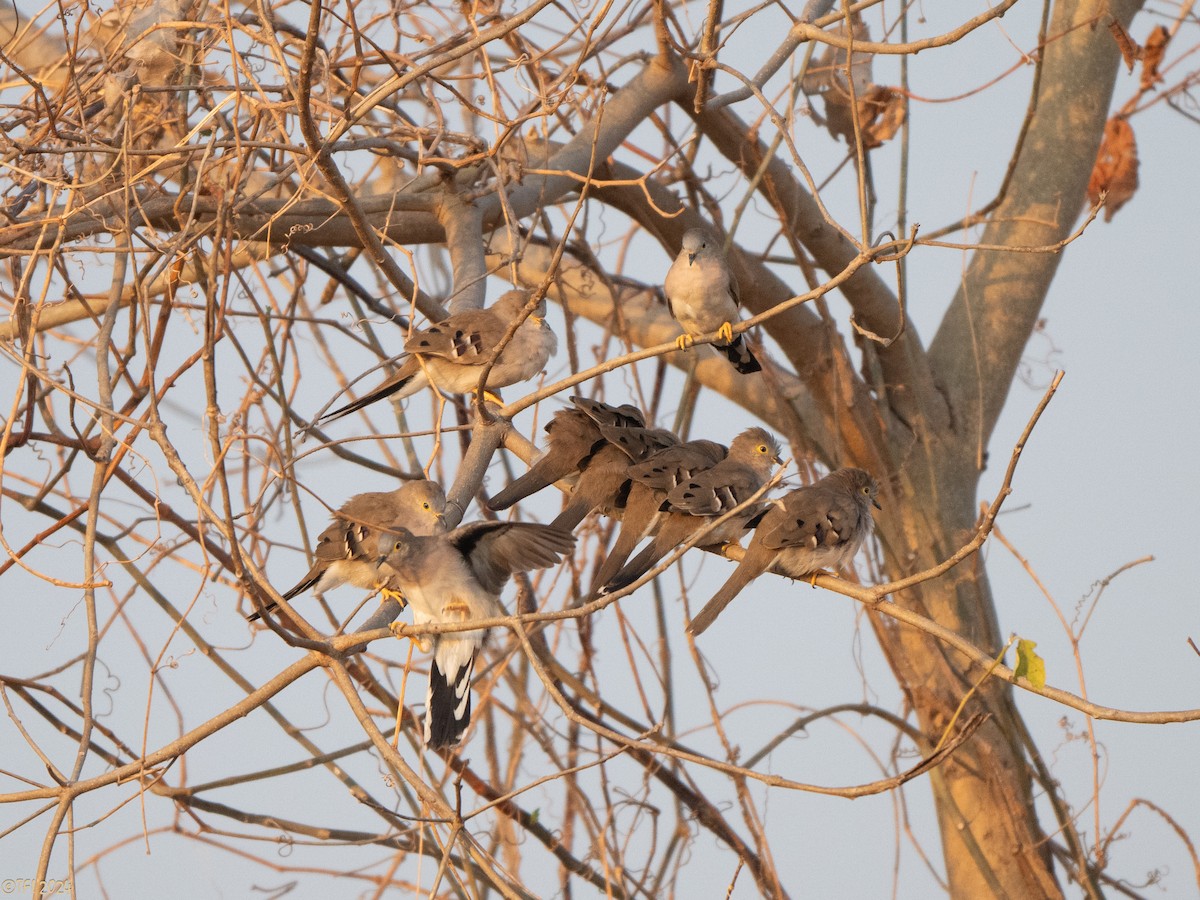 Long-tailed Ground Dove - ML640333027