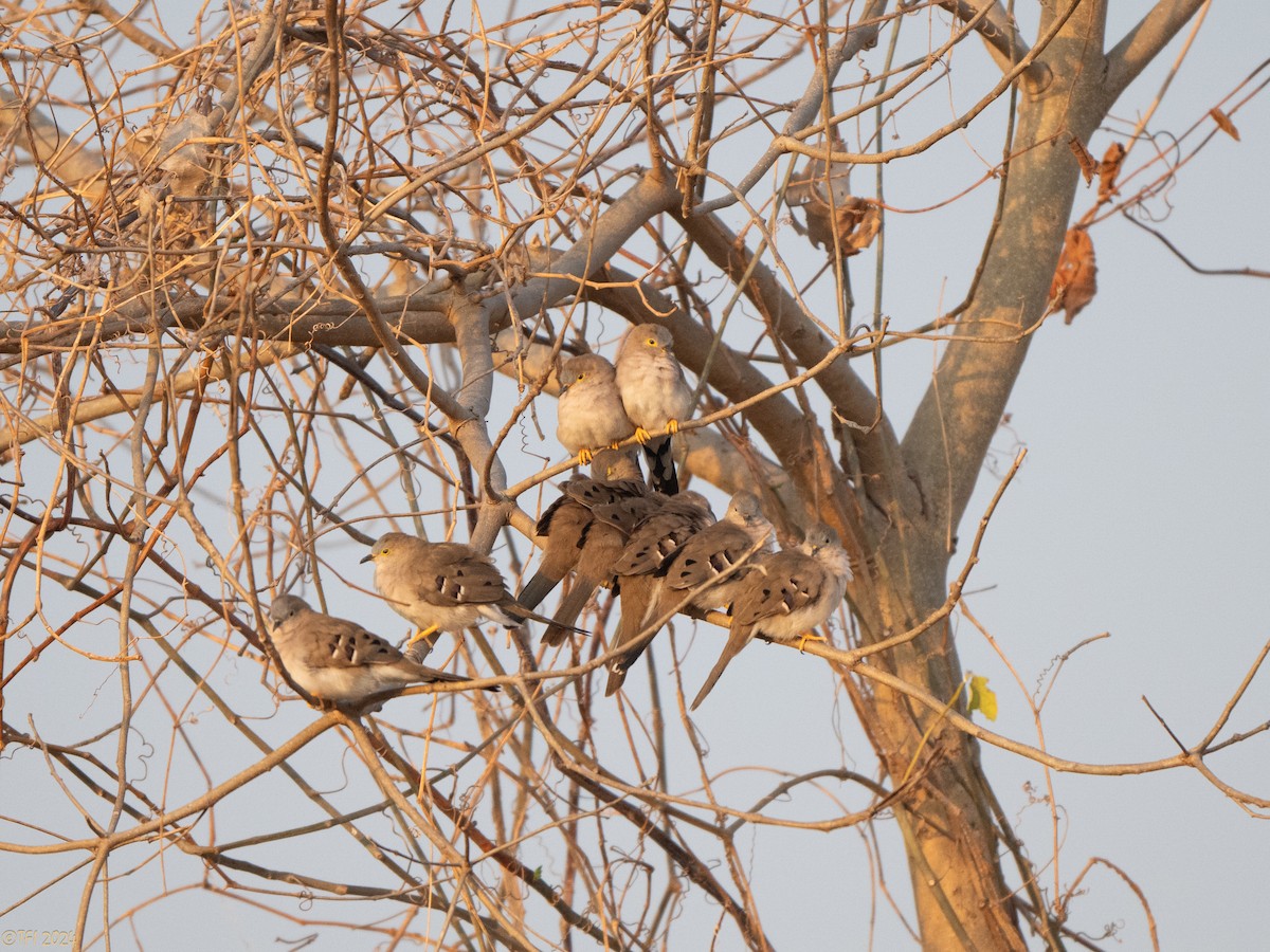Long-tailed Ground Dove - ML640333031