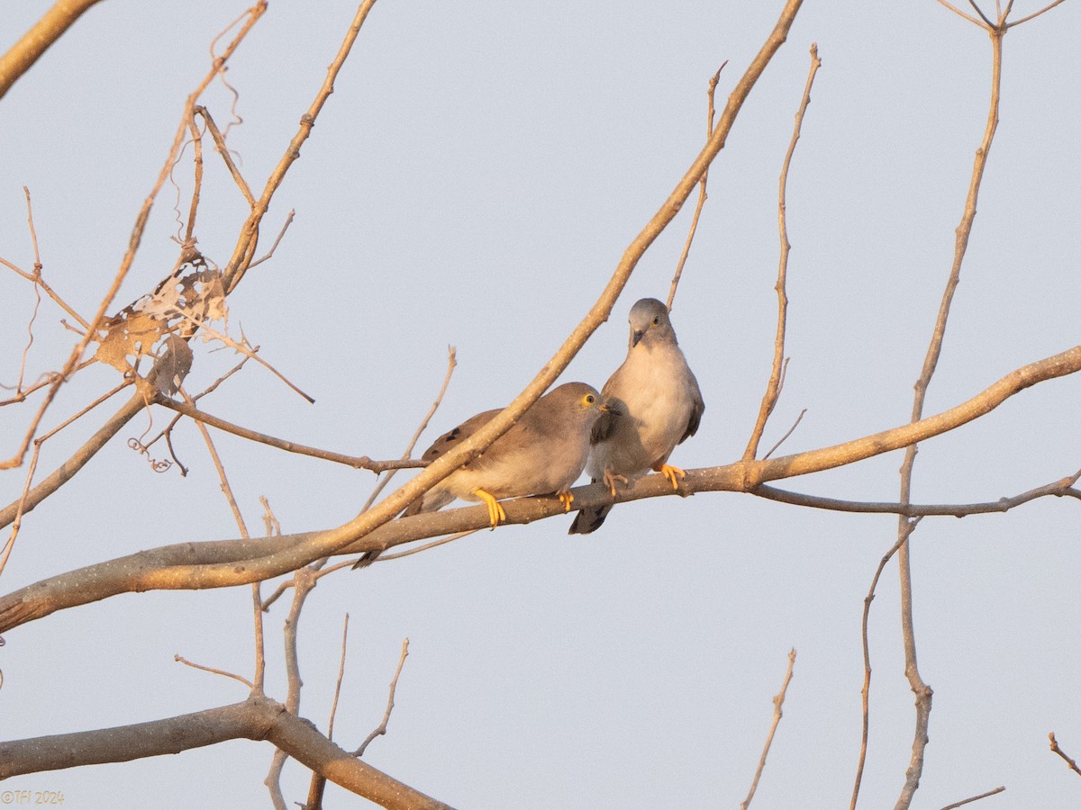 Long-tailed Ground Dove - ML640333033