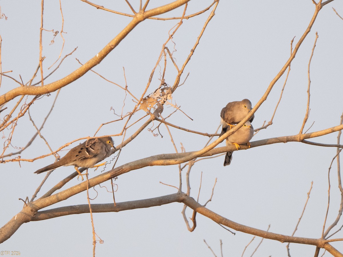 Long-tailed Ground Dove - ML640333034