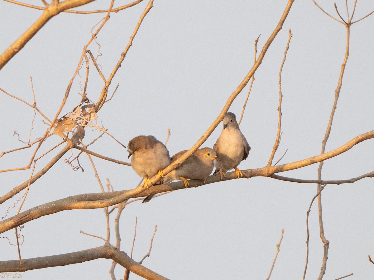 Long-tailed Ground Dove - ML640333049
