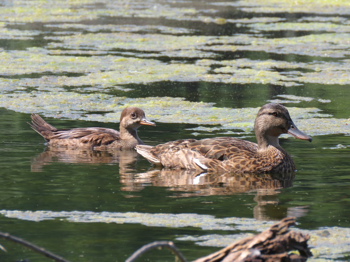 Hooded Merganser - ML640333050