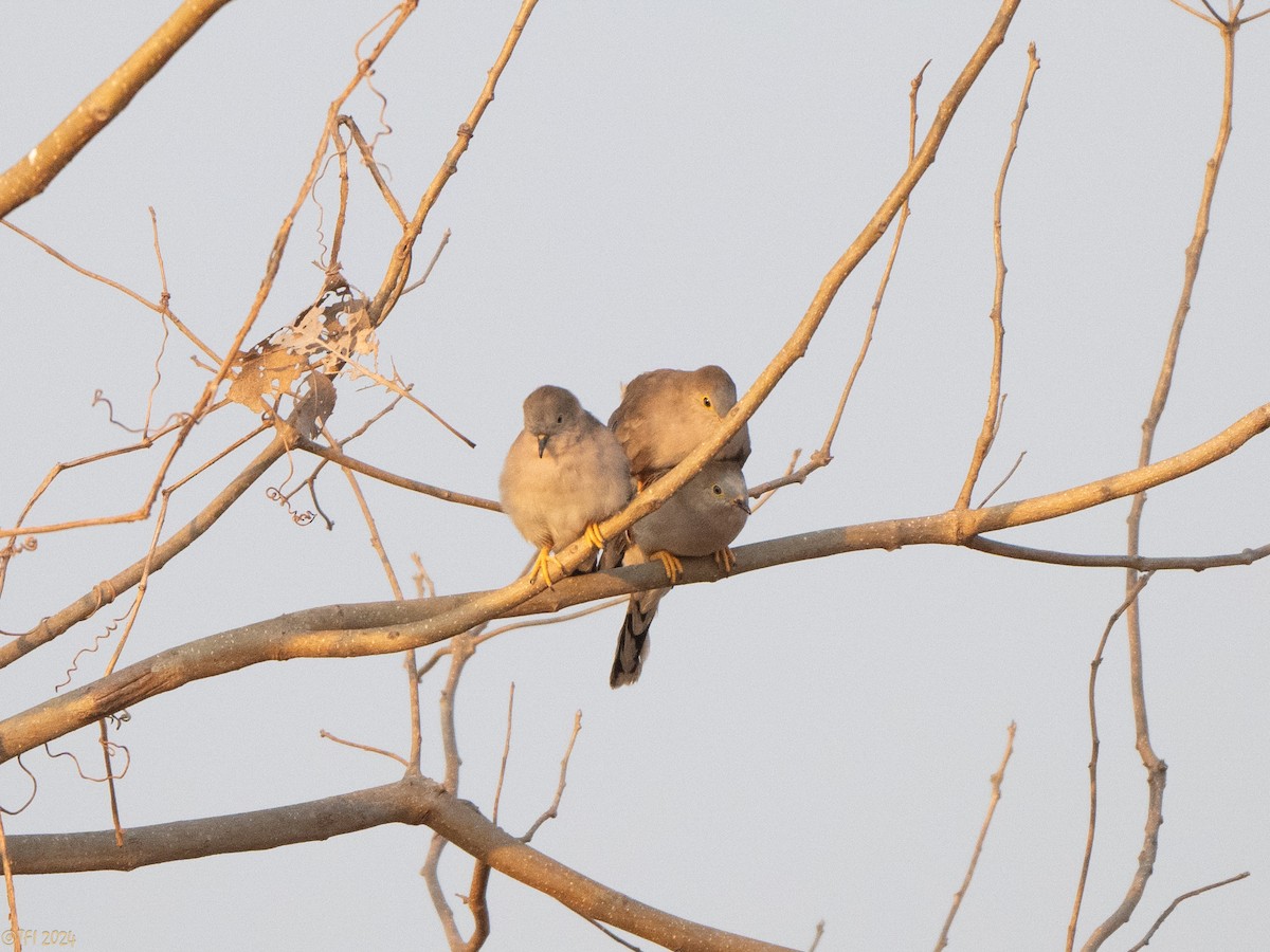Long-tailed Ground Dove - ML640333052