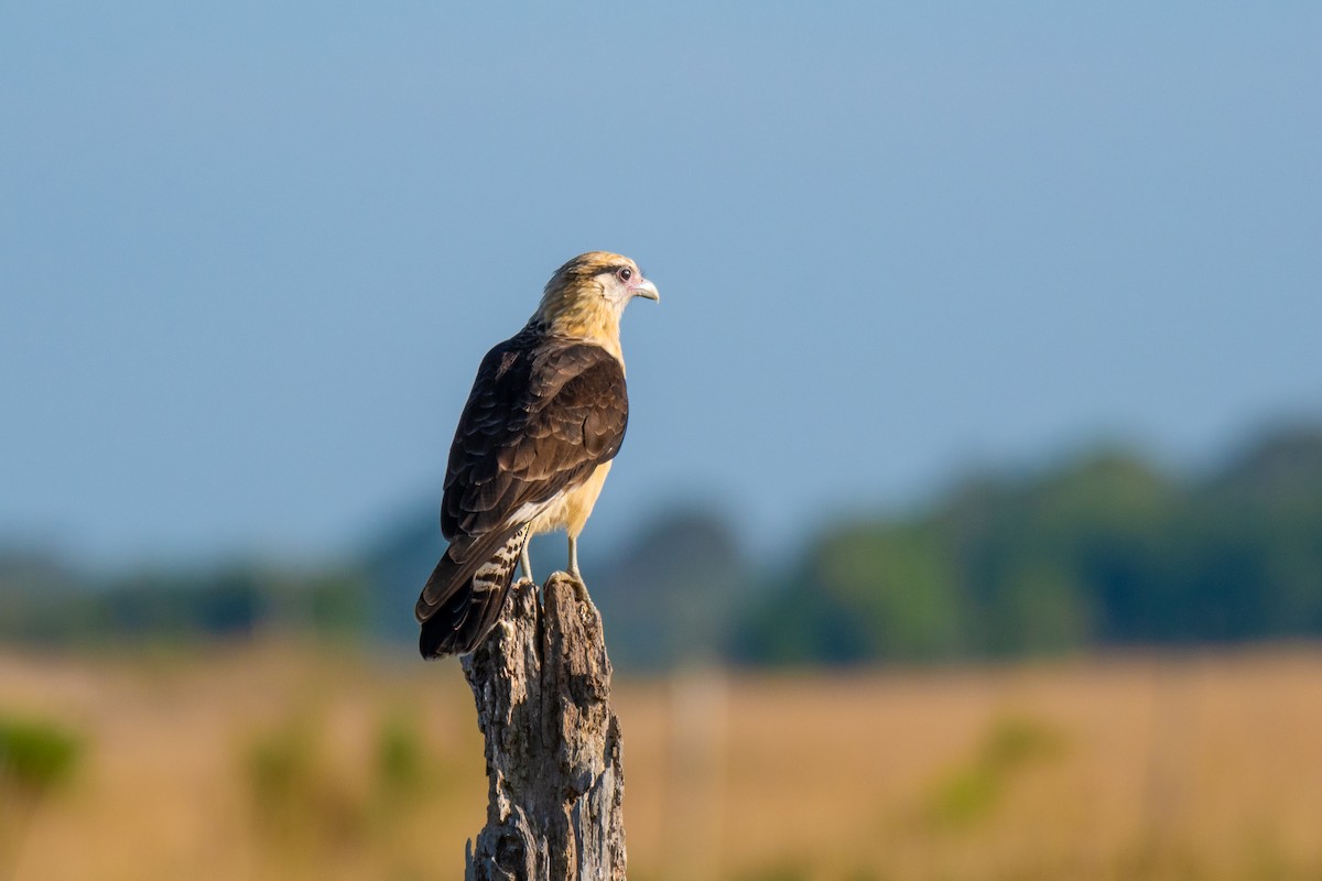 Yellow-headed Caracara - ML640333087