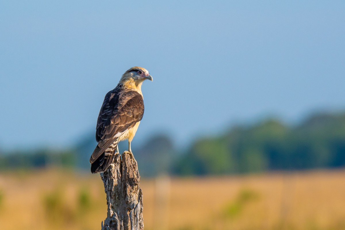 Yellow-headed Caracara - ML640333088