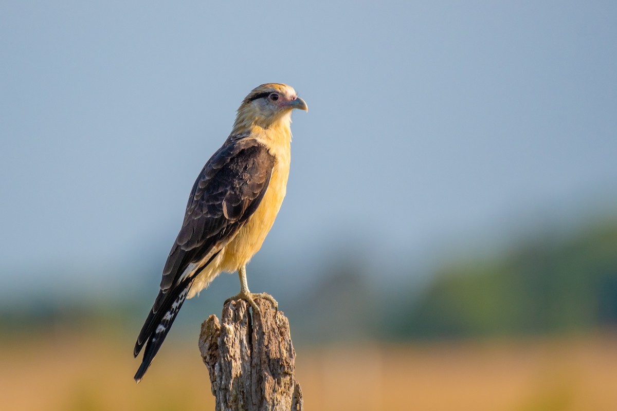 Yellow-headed Caracara - ML640333089