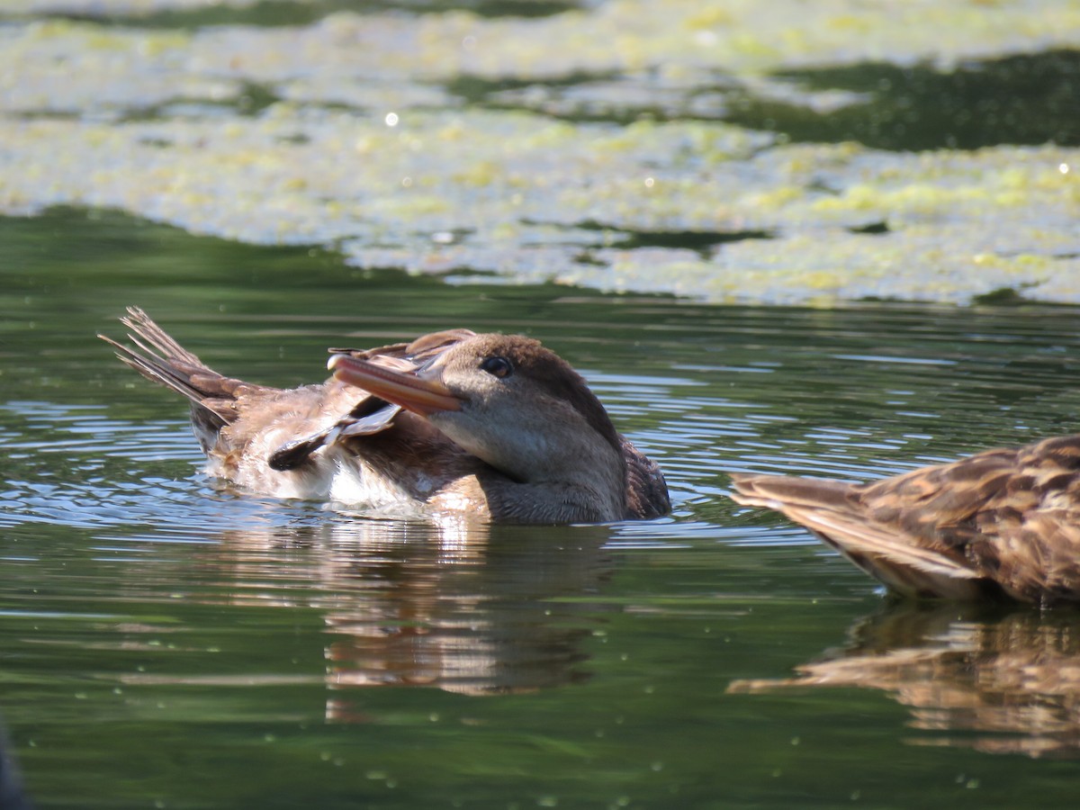 Hooded Merganser - ML640333102
