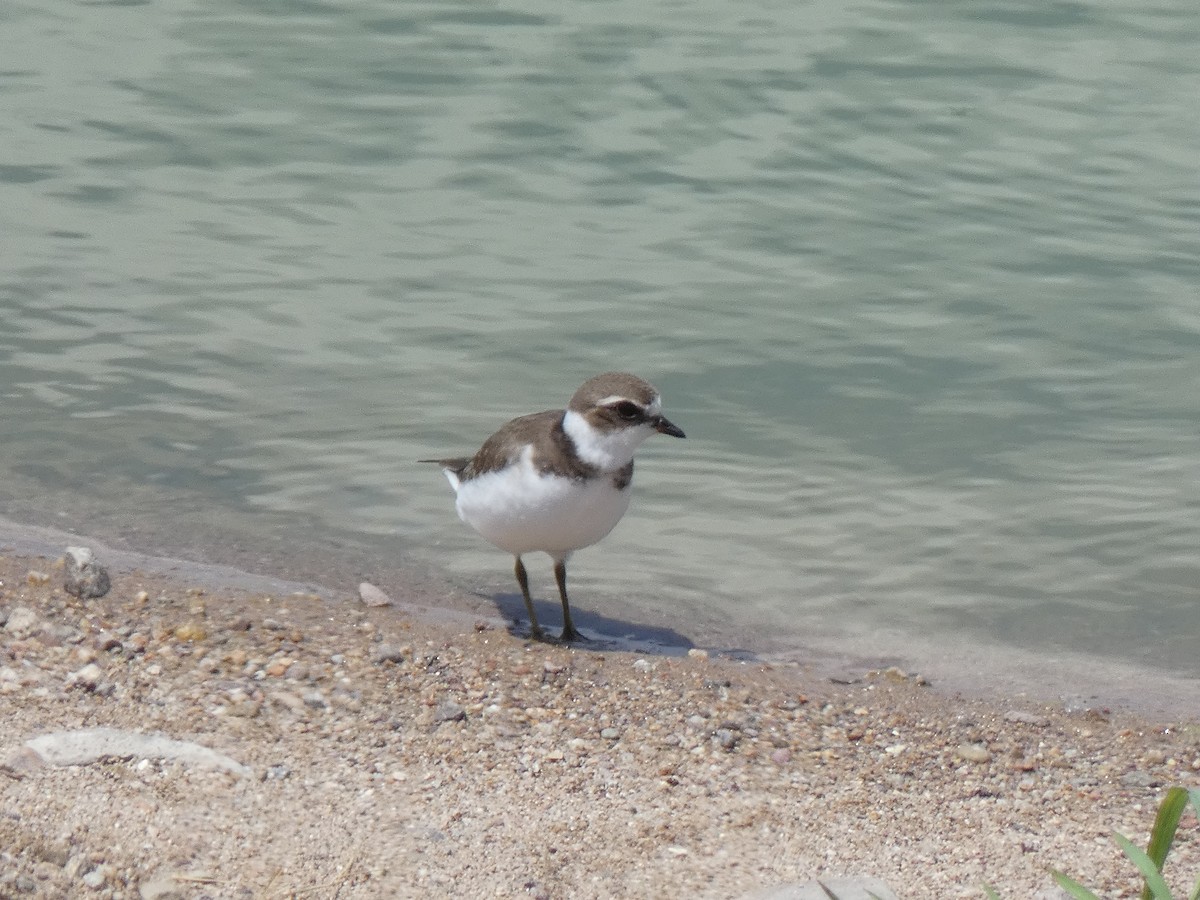 Semipalmated Plover - ML640333139