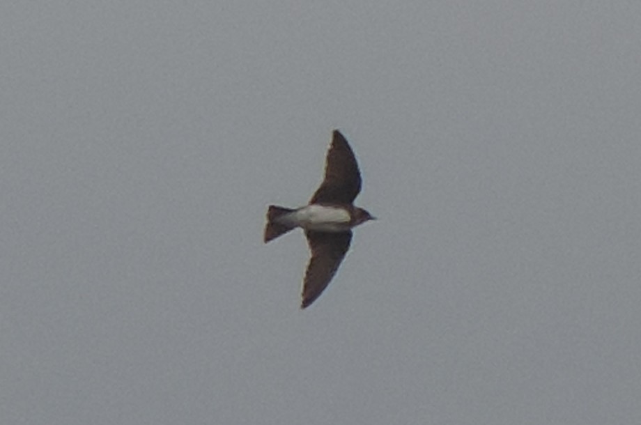 Brown-chested Martin - ML640333150