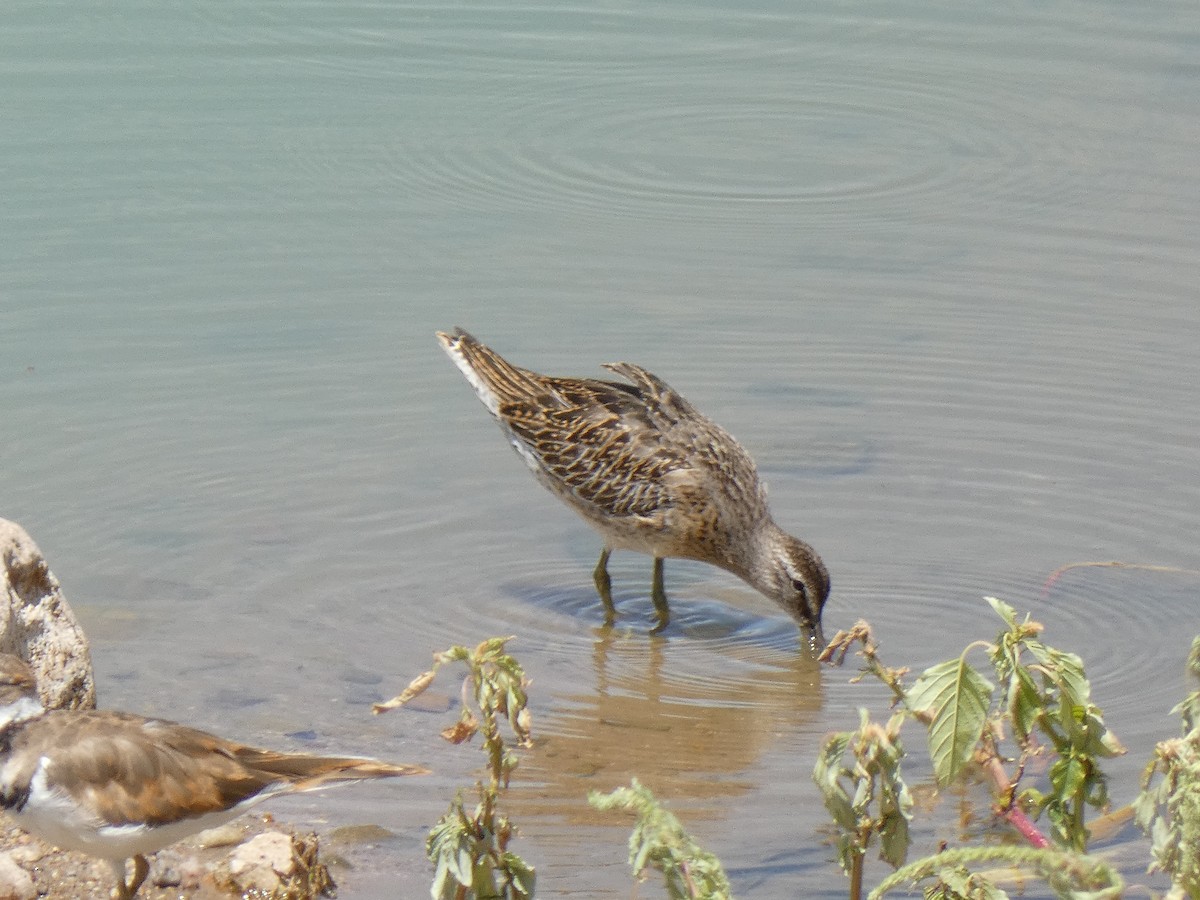 Short-billed Dowitcher - ML640333199