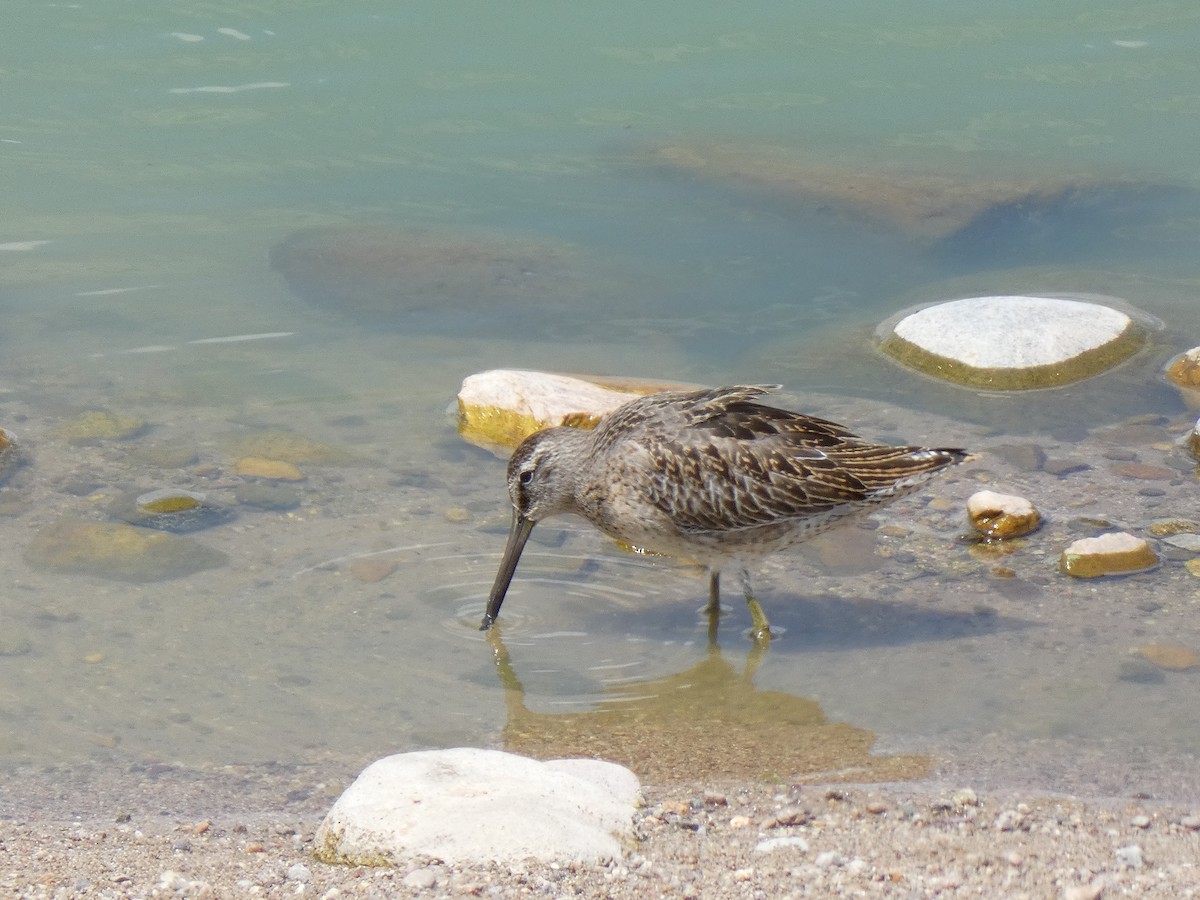 Short-billed Dowitcher - ML640333200