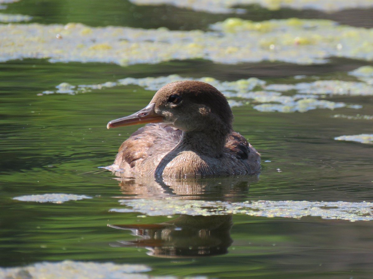 Hooded Merganser - ML640333205
