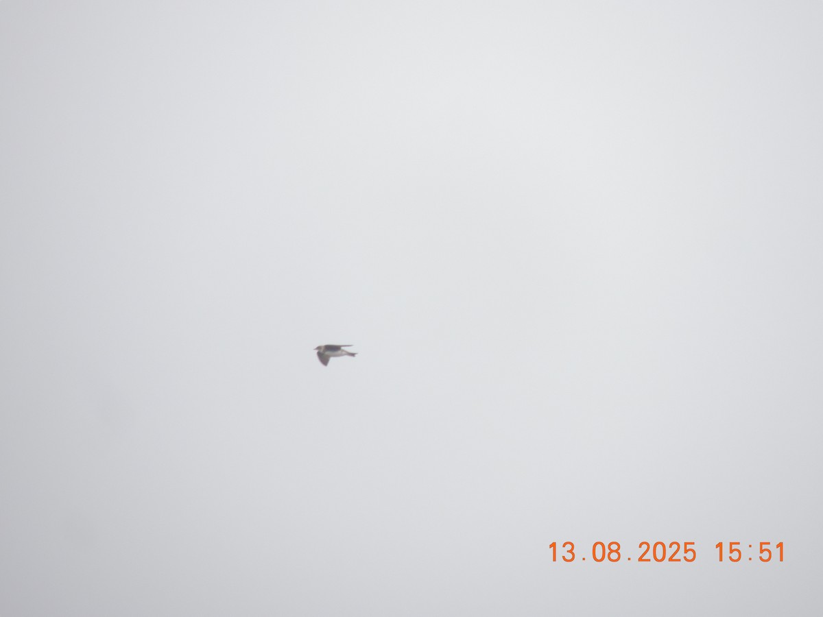 Brown-chested Martin - ML640333217