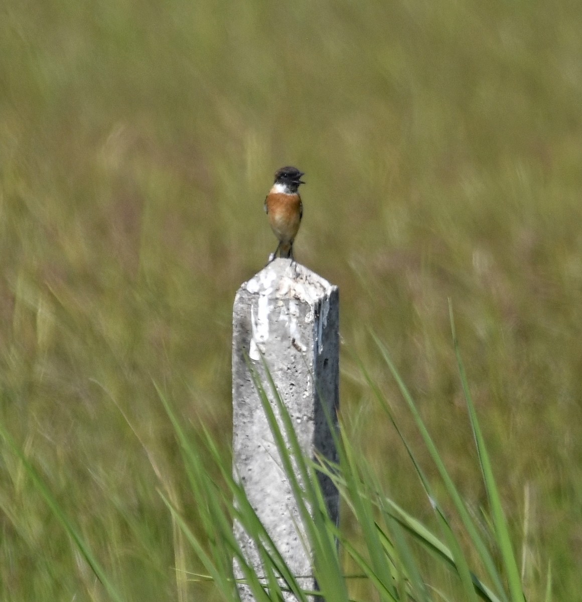 Amur Stonechat - ML640333219