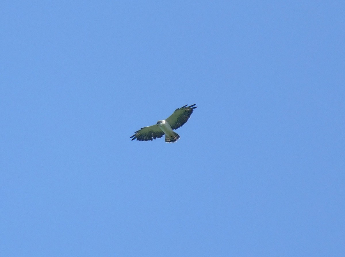 Short-tailed Hawk - ML640333226