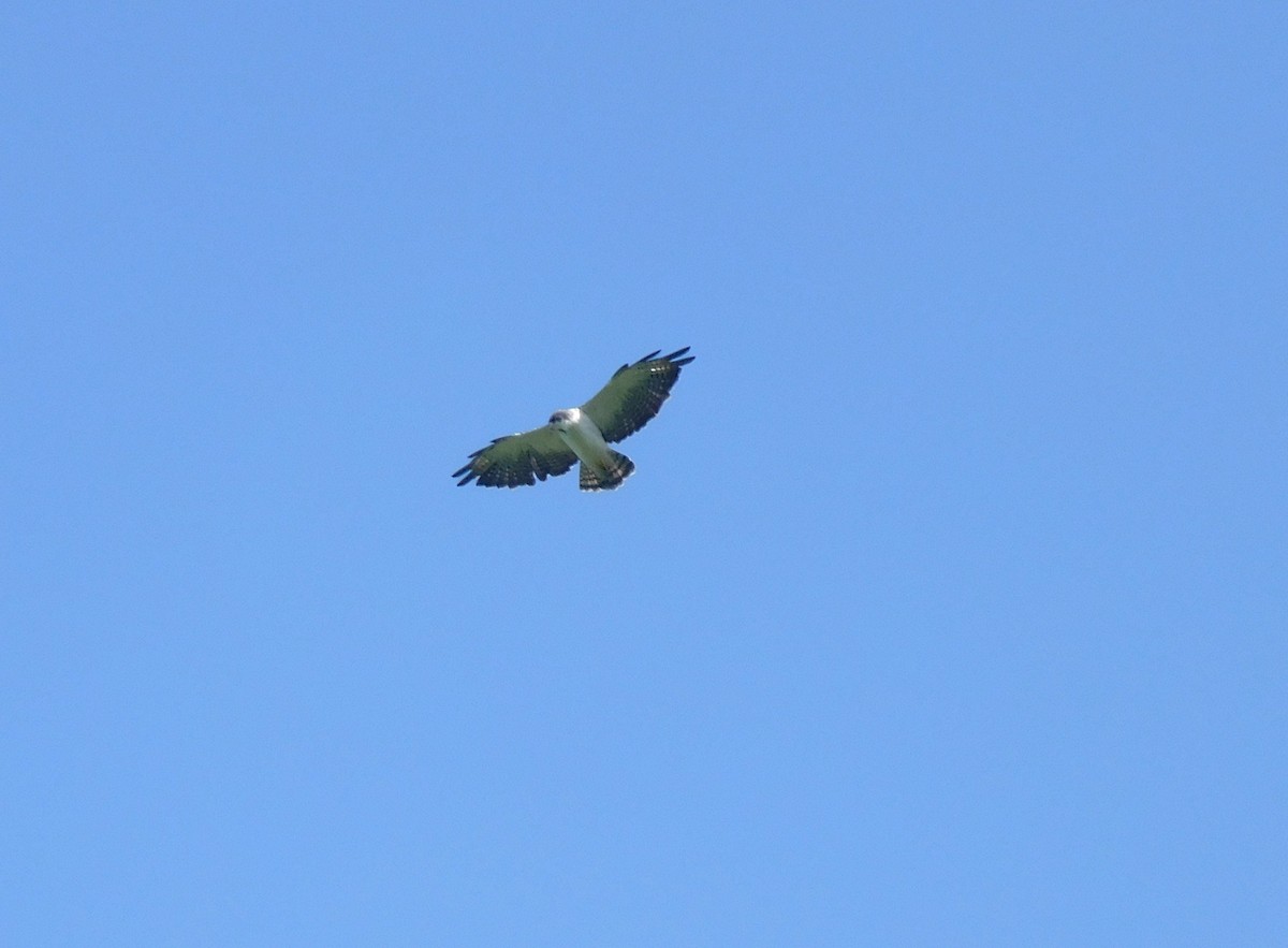 Short-tailed Hawk - ML640333227