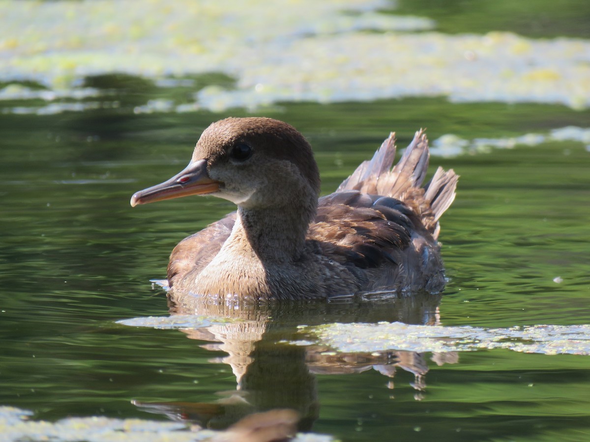 Hooded Merganser - ML640333250