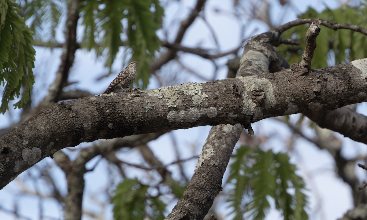 African Spotted Creeper - ML640333268