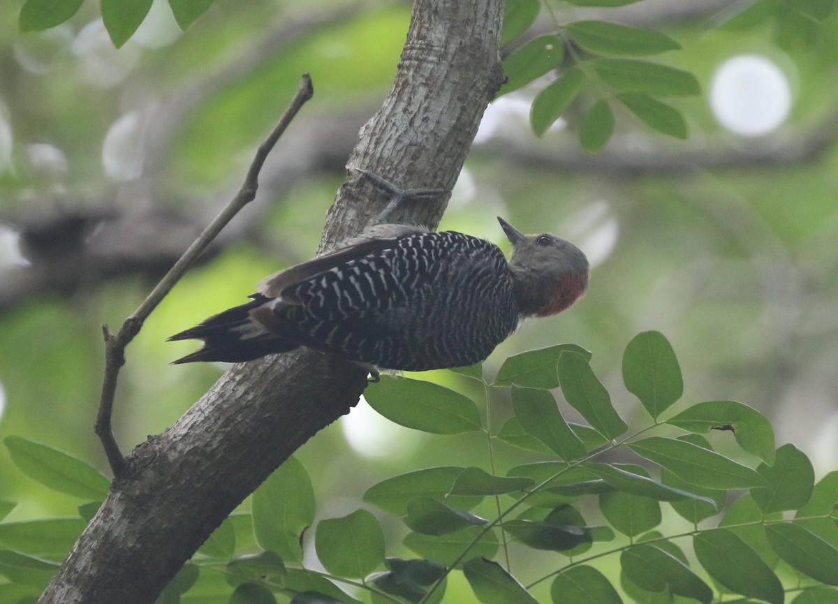 Yucatan Woodpecker - ML640333272