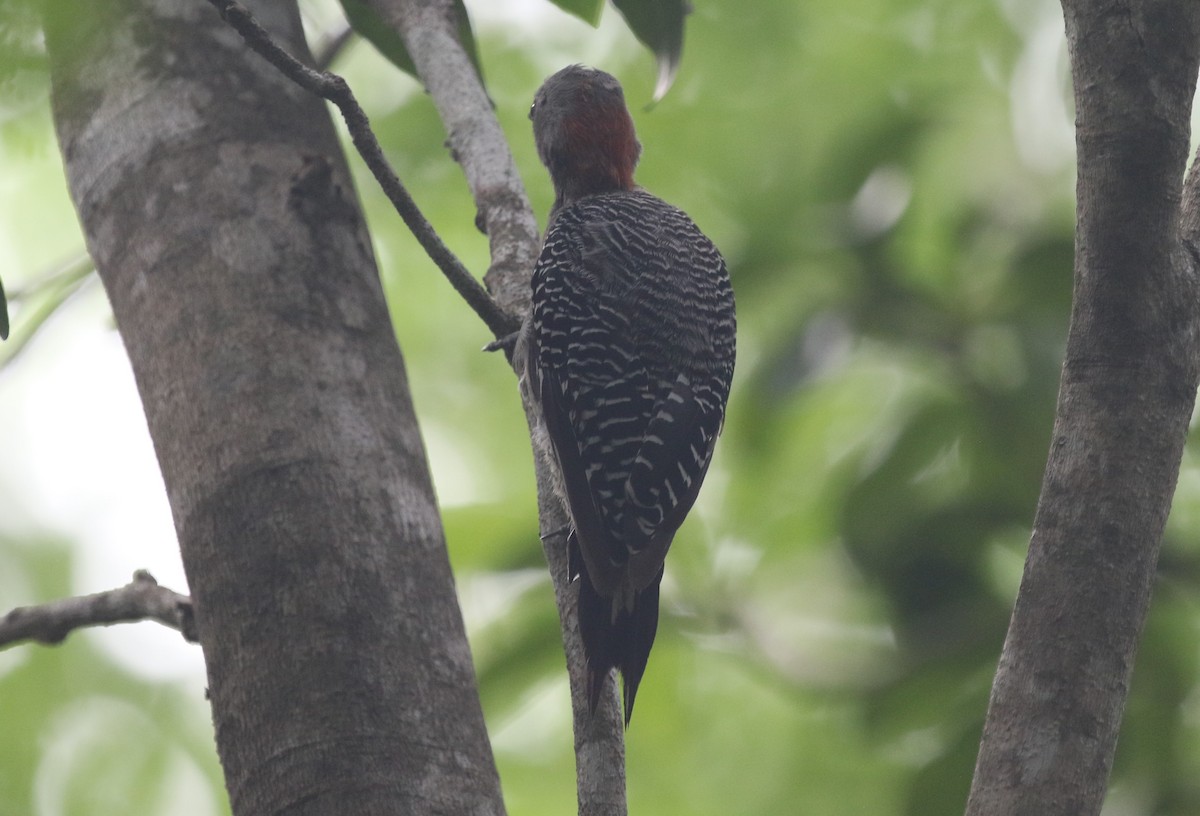 Yucatan Woodpecker - ML640333277