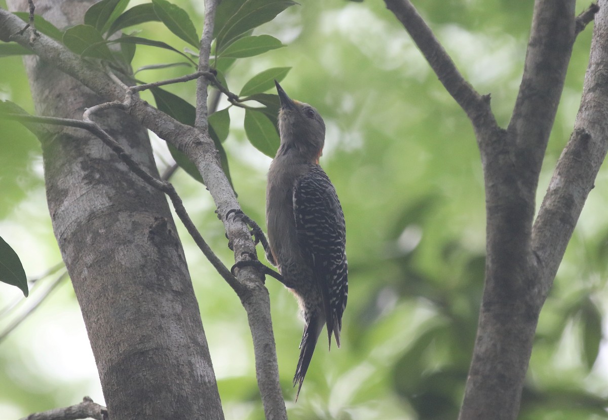 Yucatan Woodpecker - ML640333284