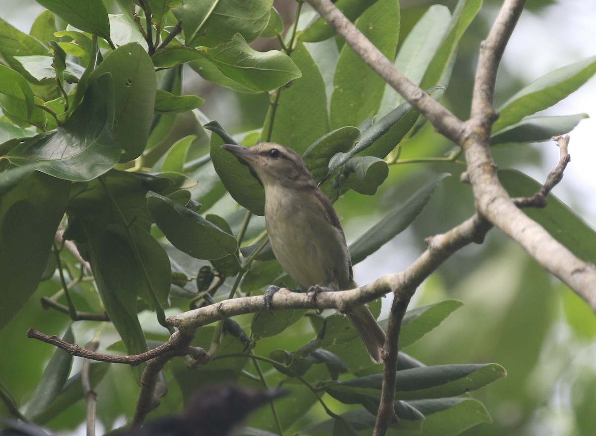 Yucatan Vireo - ML640333295