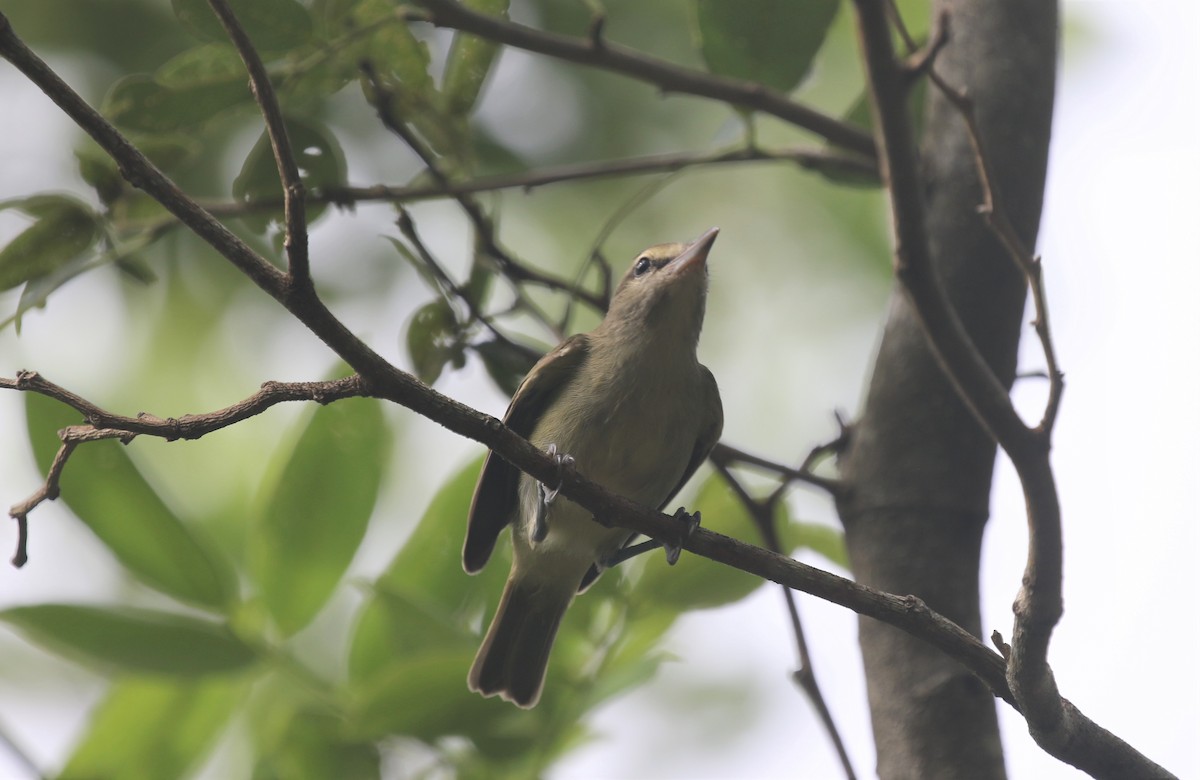 Yucatan Vireo - ML640333299