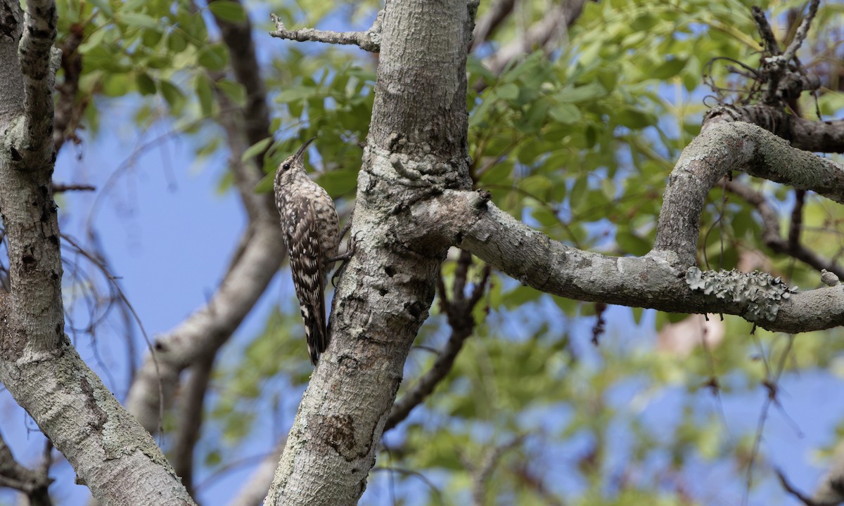 African Spotted Creeper - ML640333320