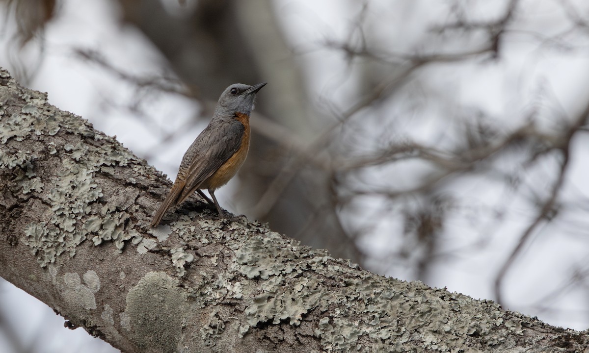 Miombo Rock-Thrush - ML640333356