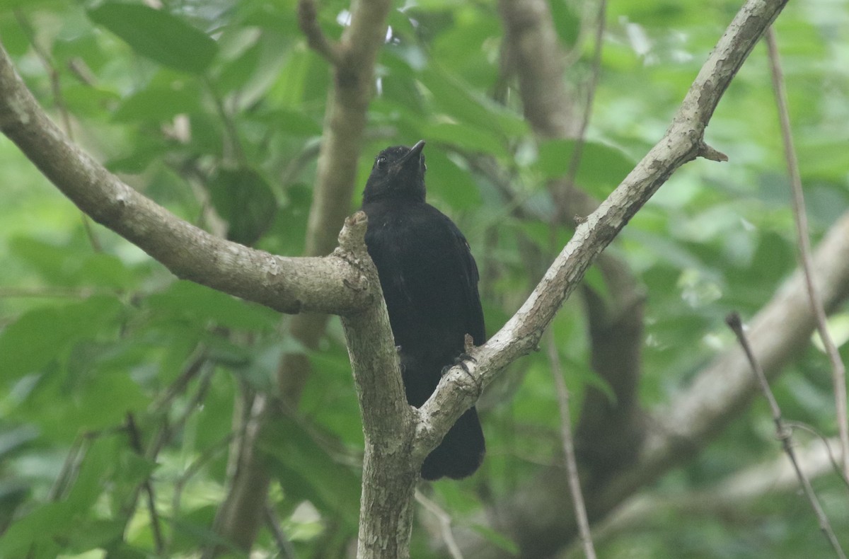 Black Catbird - ML640333359