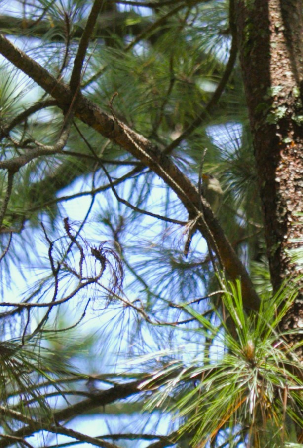 Greater Pewee - ML640333457