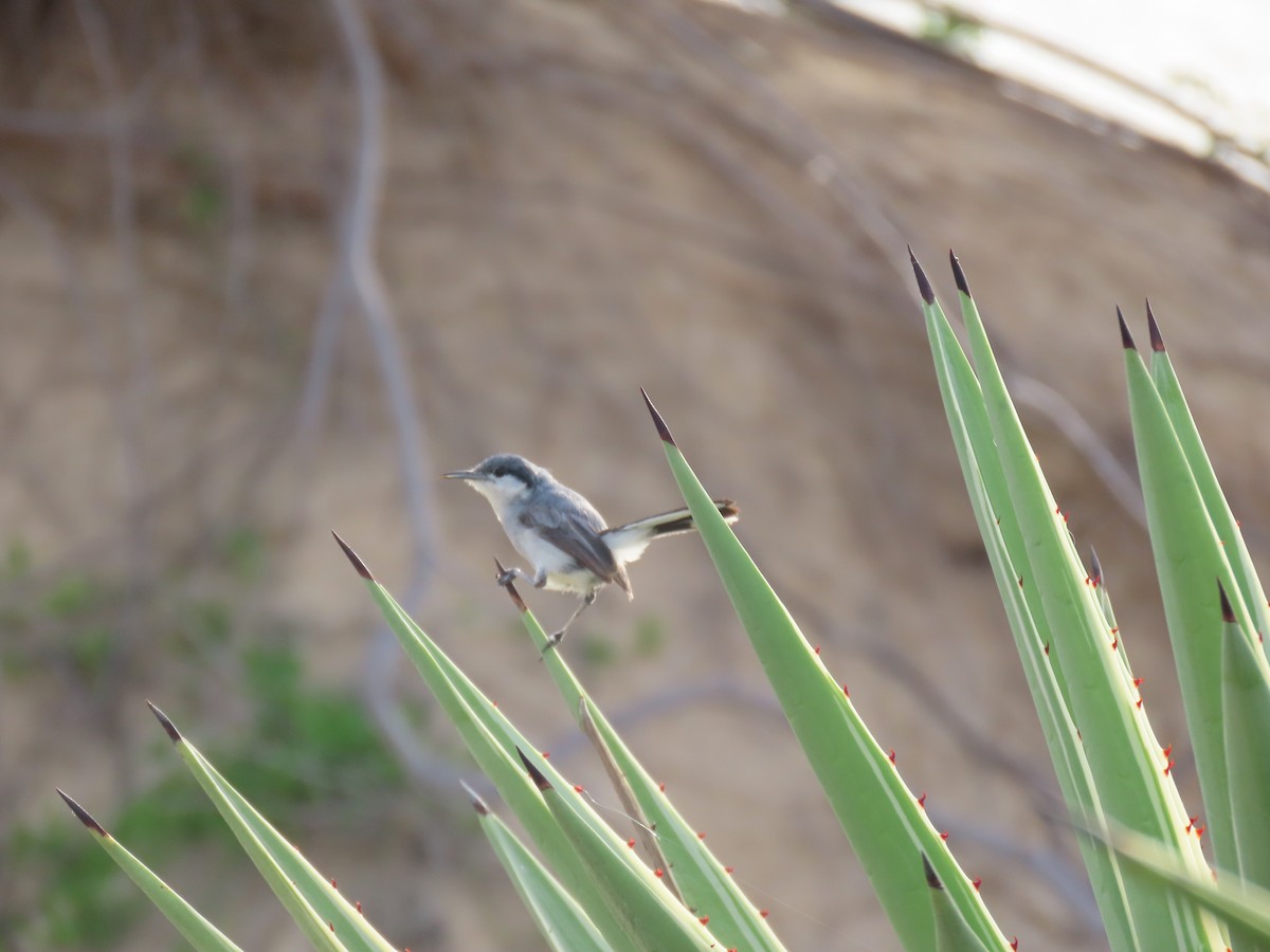 Tropical Gnatcatcher - ML640333463
