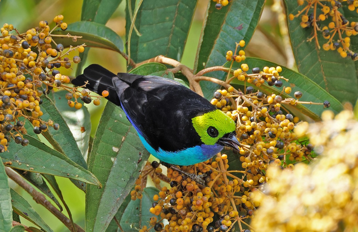 Paradise Tanager - ML640333468