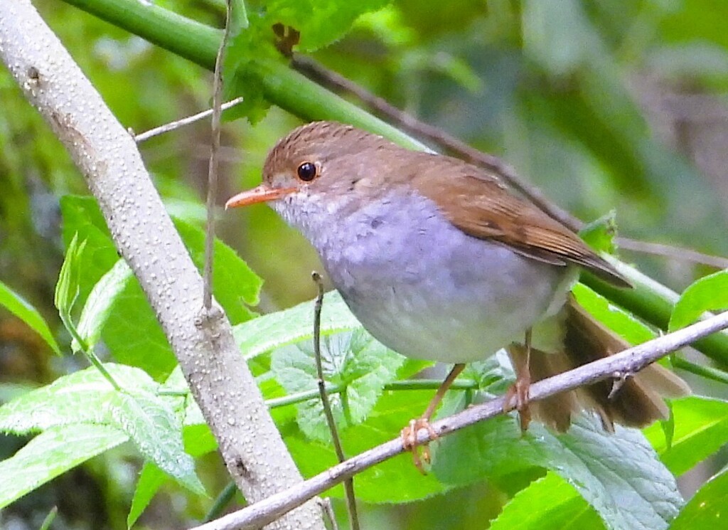 Orange-billed Nightingale-Thrush - ML640333483