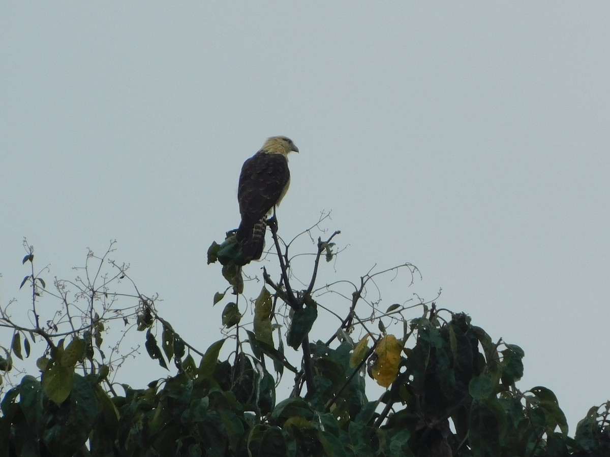 Yellow-headed Caracara - ML640333515