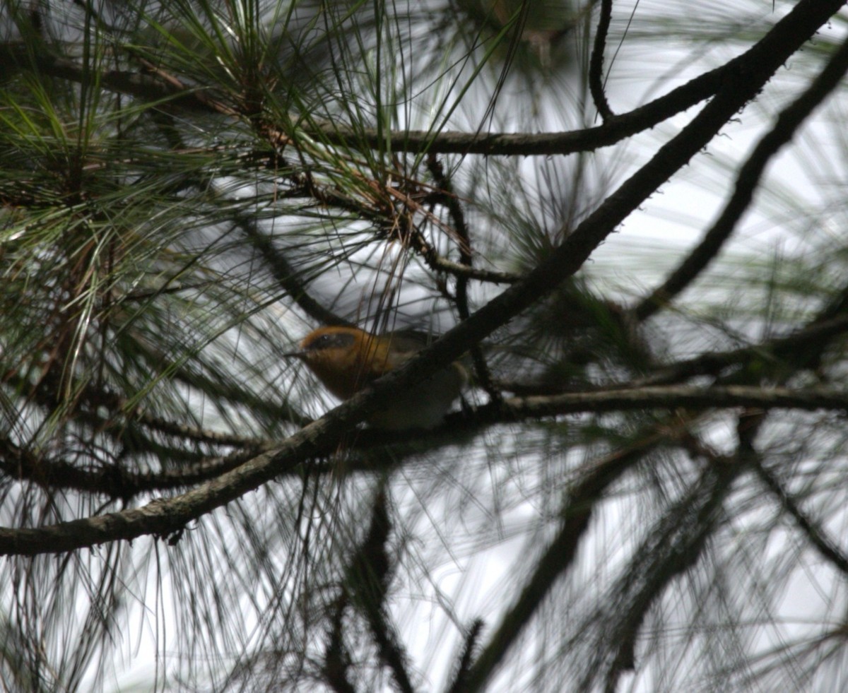 Olive Warbler - ML640333530