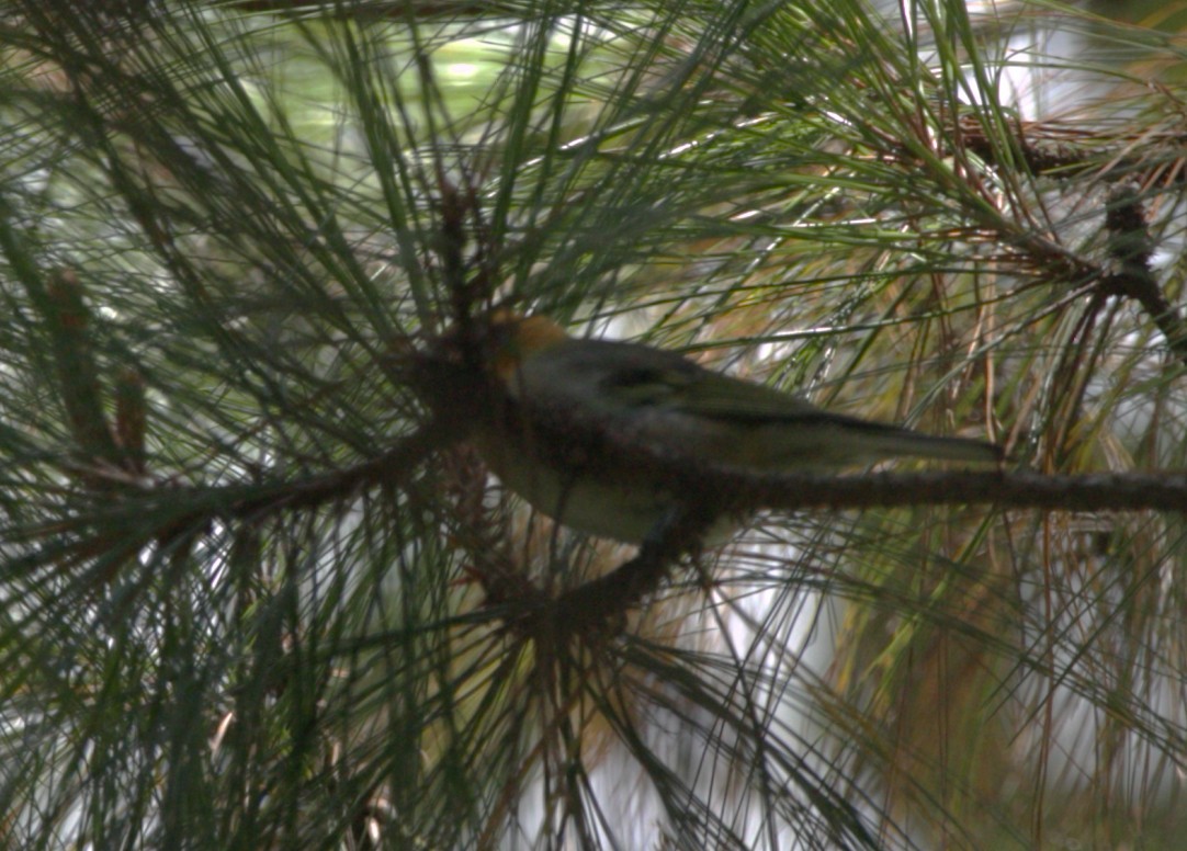 Olive Warbler - ML640333532