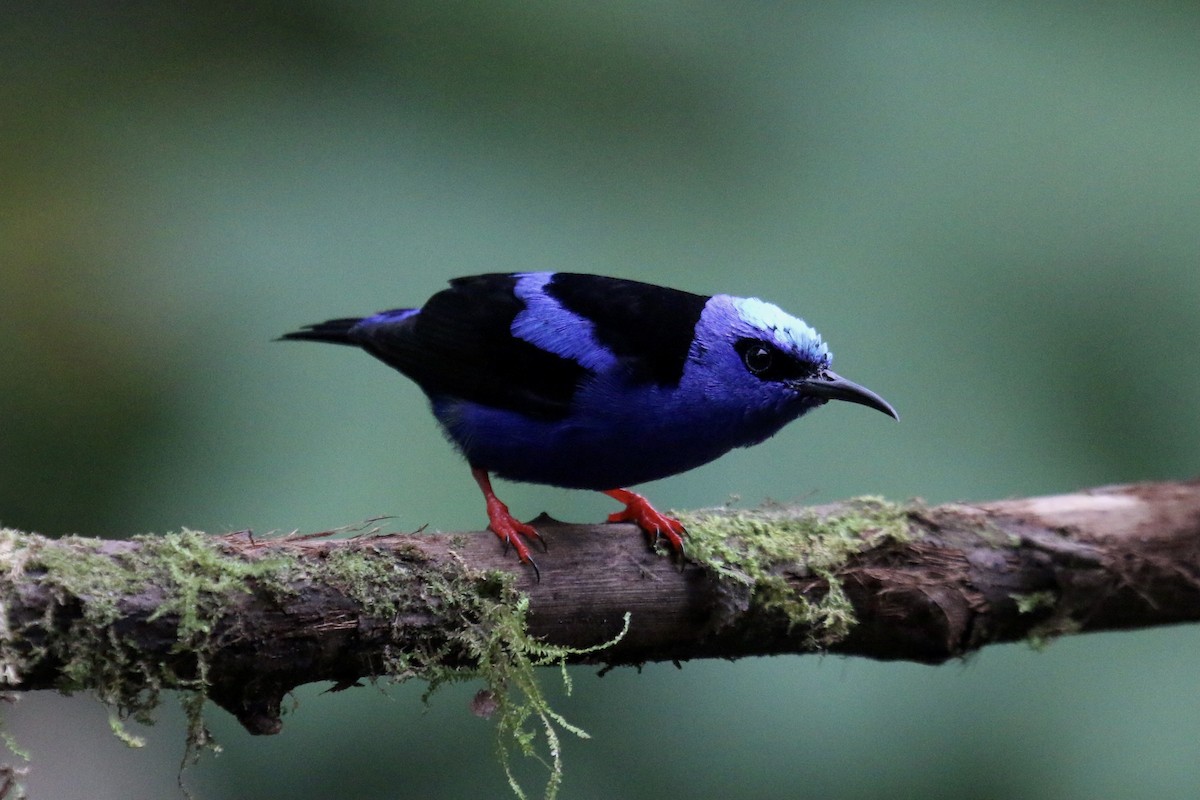 Red-legged Honeycreeper - ML640333580