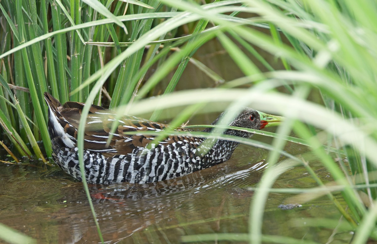 Spotted Rail - ML640333587