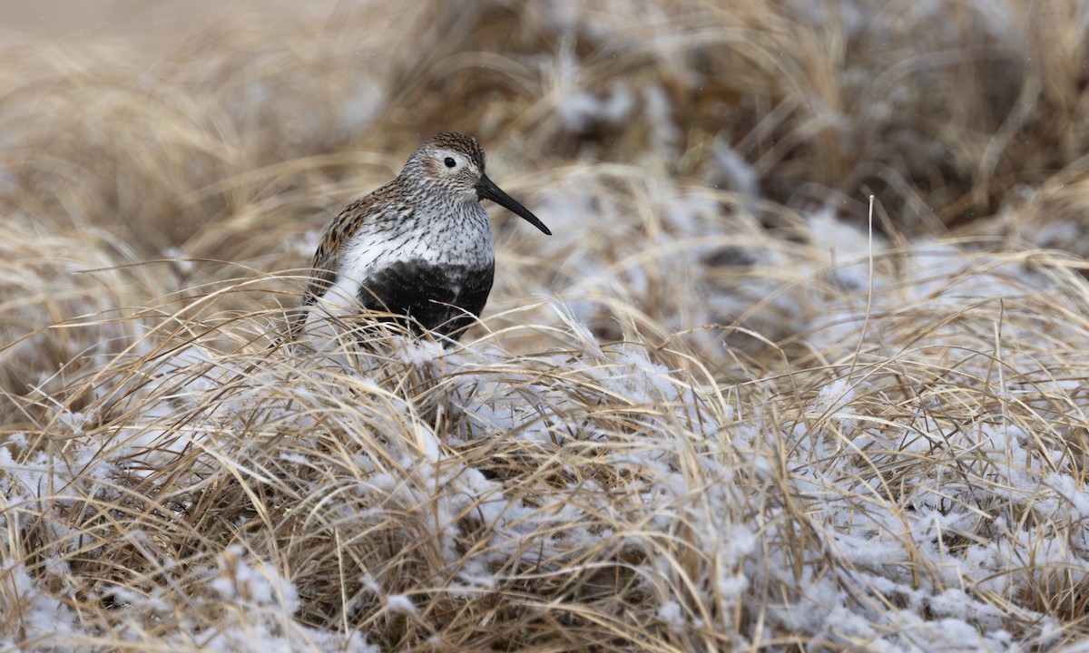 Dunlin - ML640333610