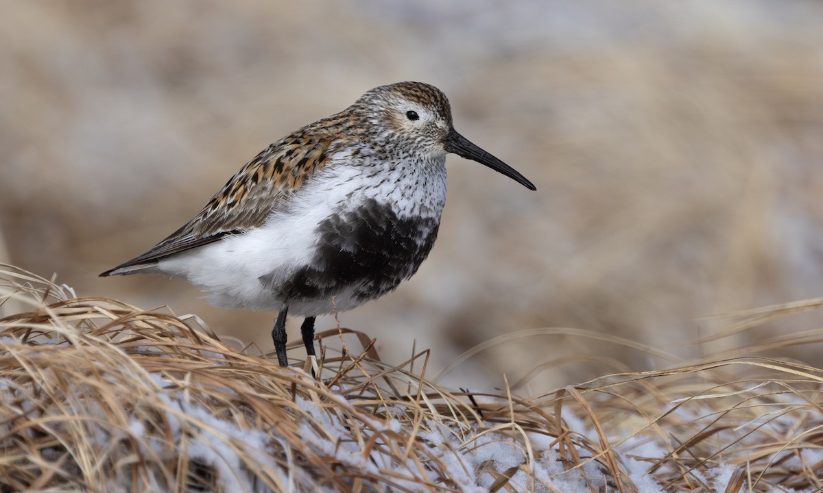 Dunlin - ML640333618