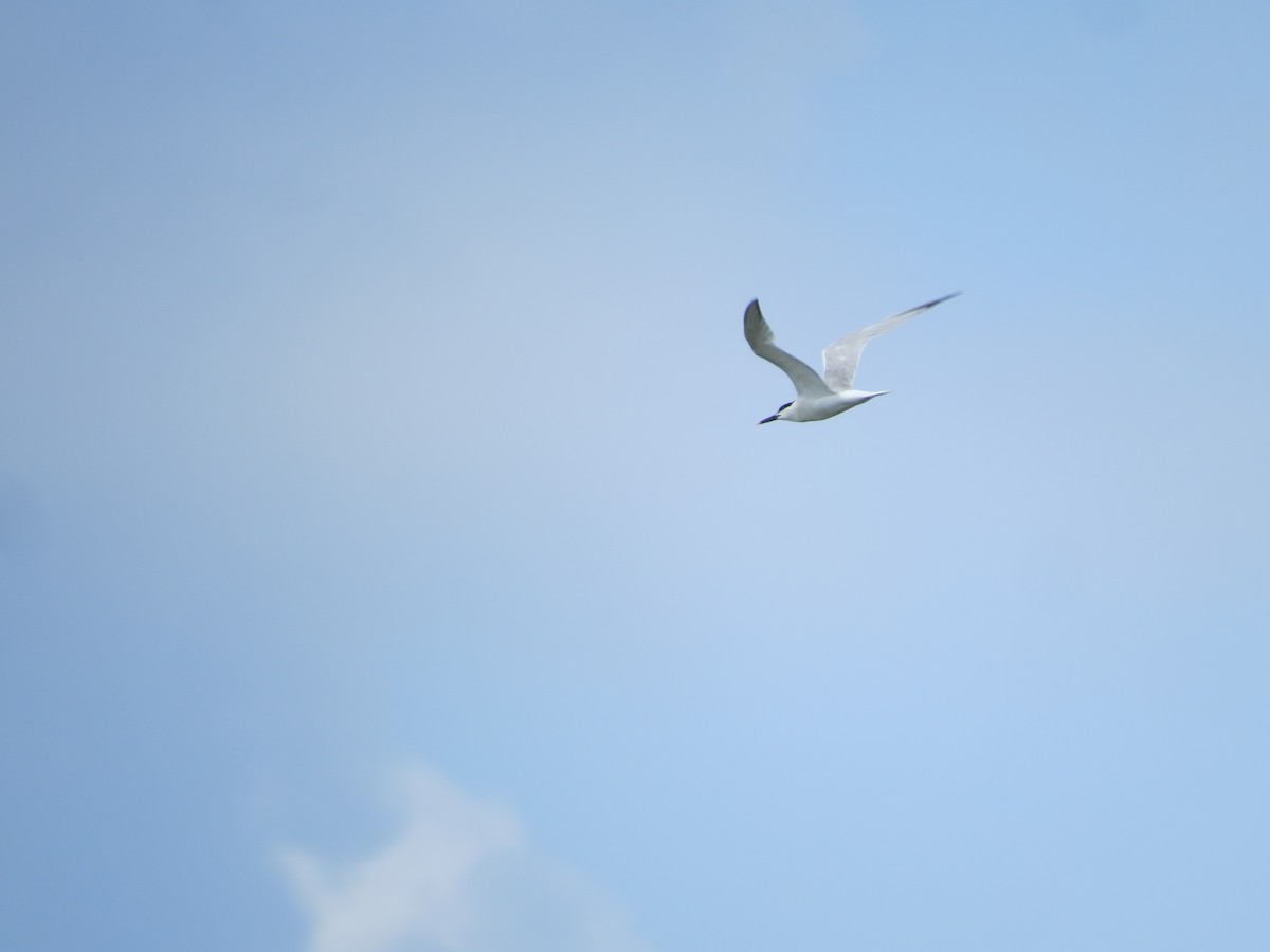 Sandwich Tern - ML640333627