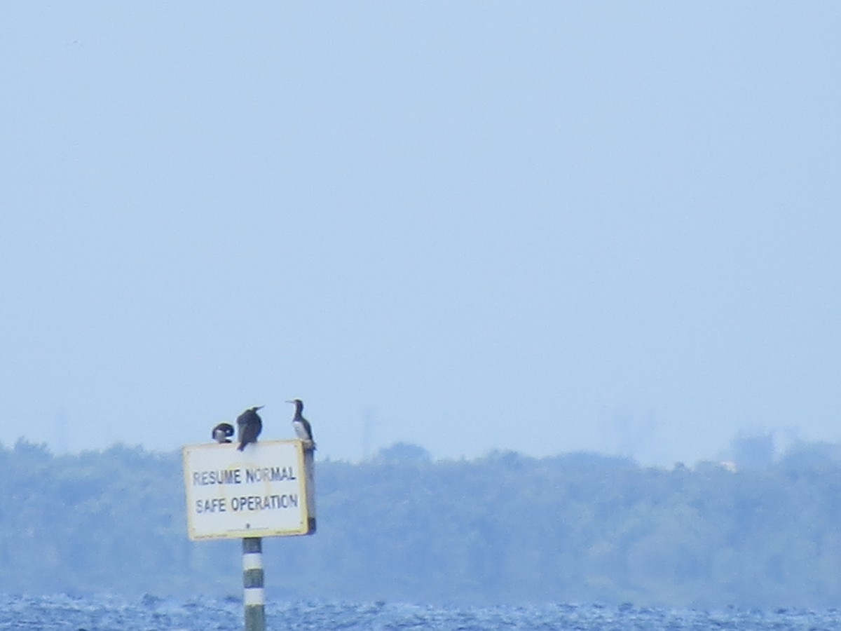 Brown Booby - ML640333638