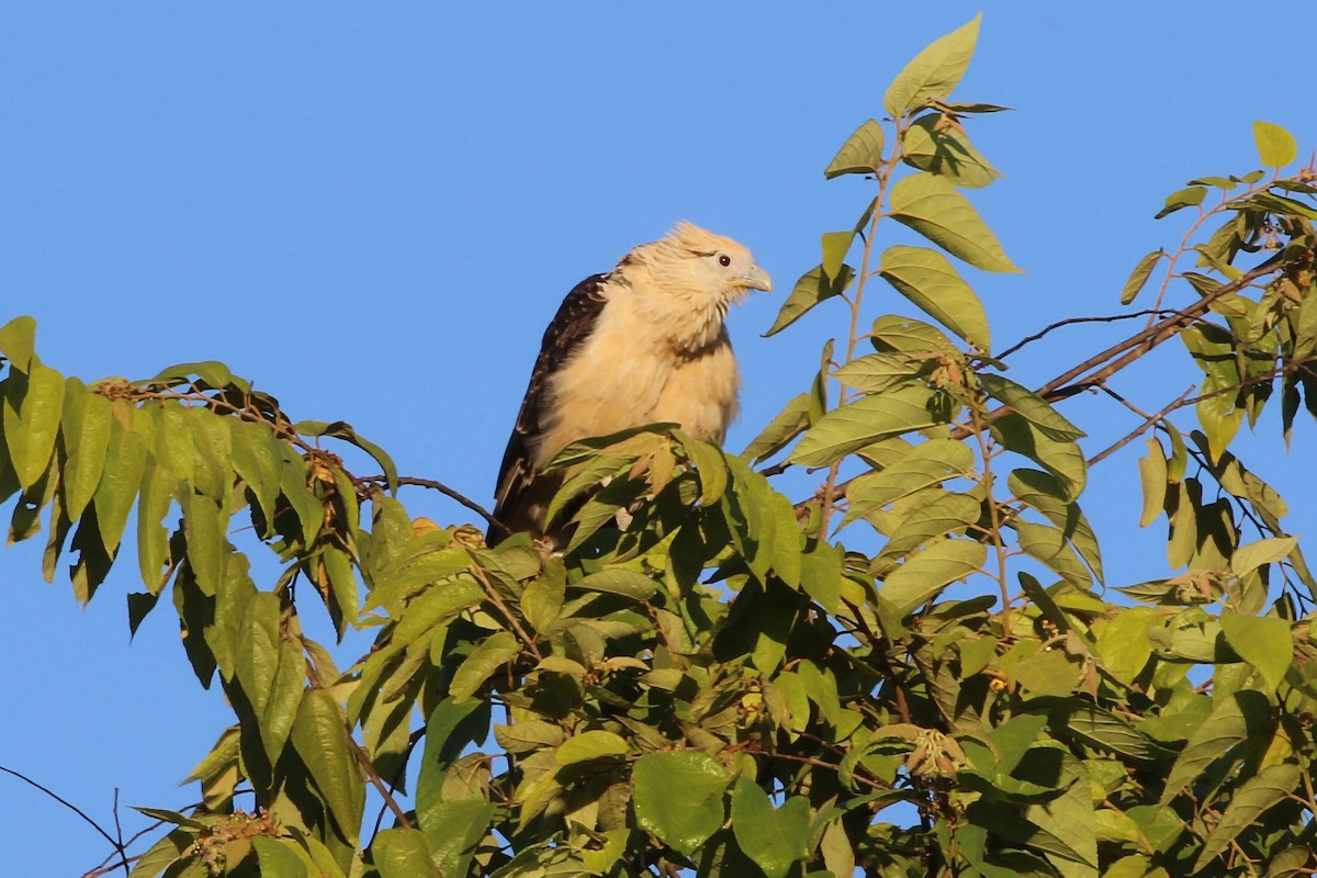 Yellow-headed Caracara - ML640333642