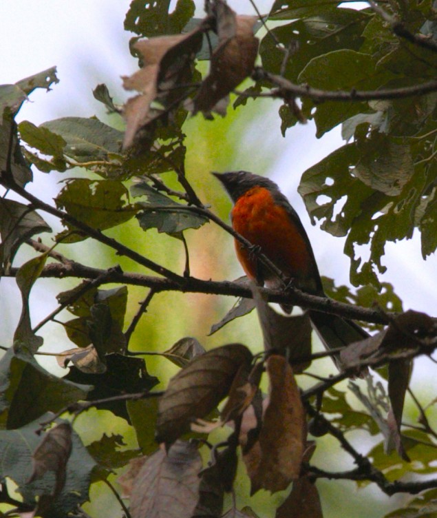 Slate-throated Redstart - ML640333663